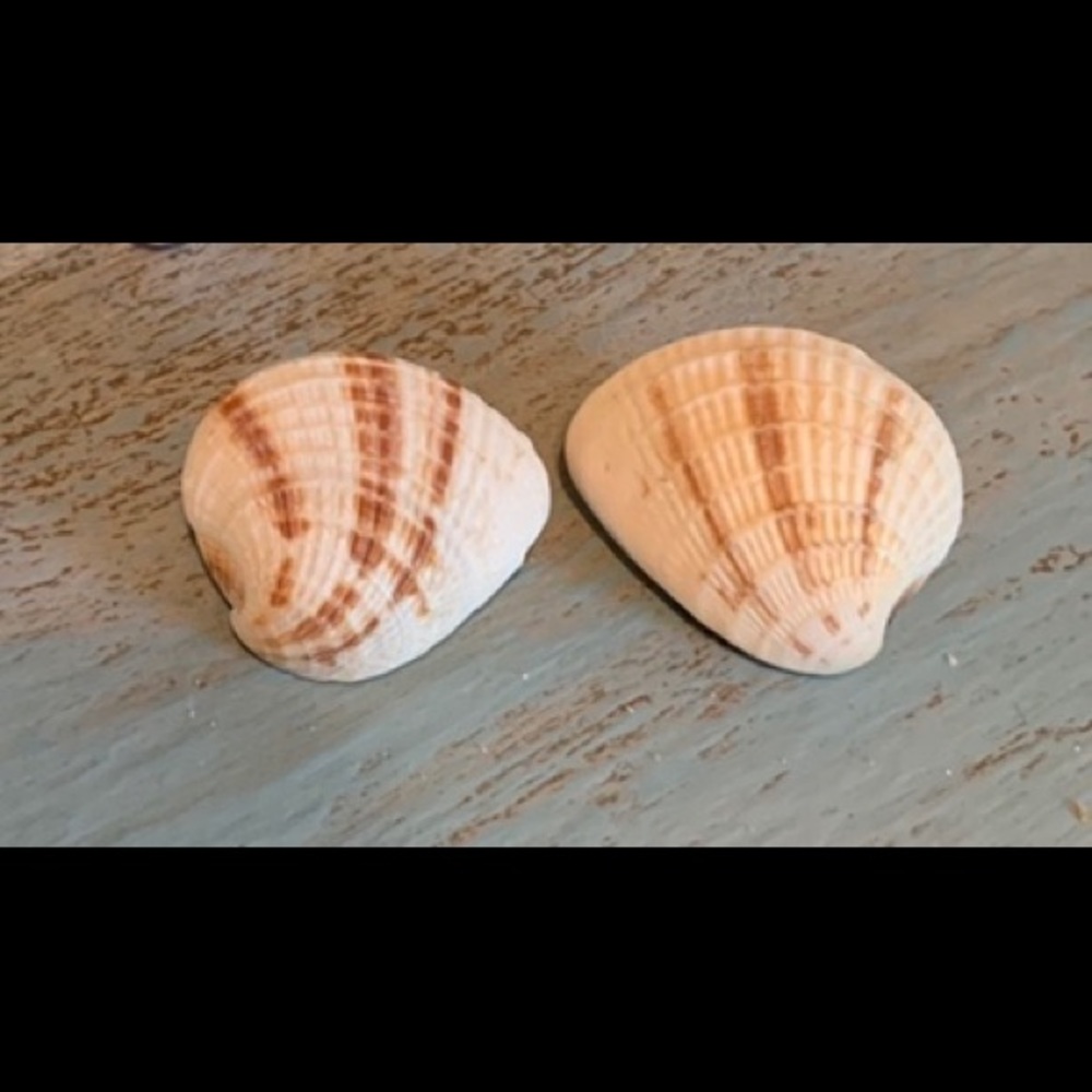 Artisan Shell Pierced Earrings